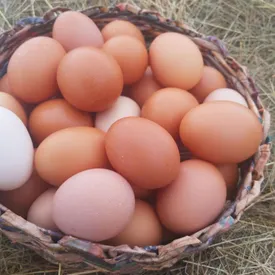 Яйца куриные, 1 десяток